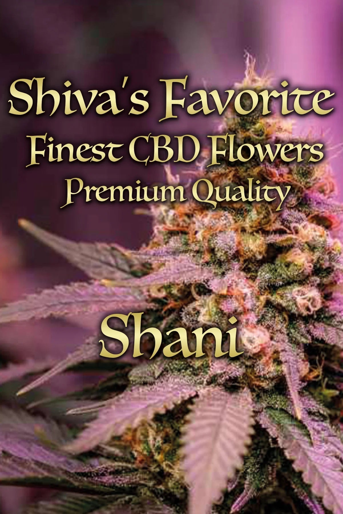 SHIVA'S FAVORITE Premium – Shani 23% (BESTSELLER)
