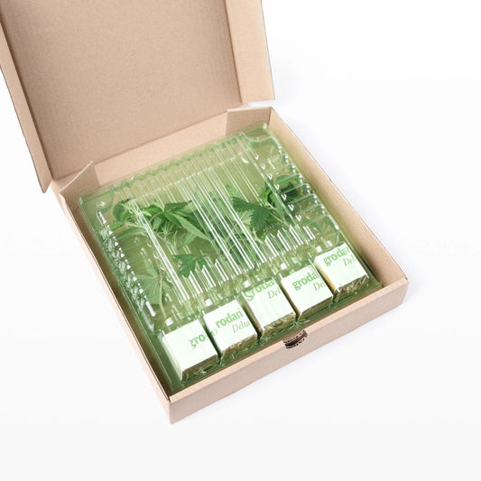 Cannabis-Steckling - Syrup Sunset CALI