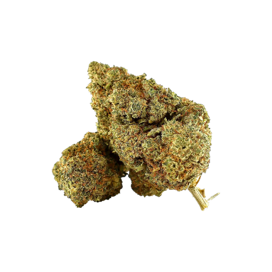 Amnesia OG THCA Infused Blüten – mehrere dichte, trichomreiche Buds mit goldbraunen Pistillen auf weißem Hintergrund, Hemp Express