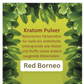 Kratom - Mitragyna speciosa