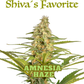 Shiva's Favorite Amnesia Haze Premium CBD Blüten