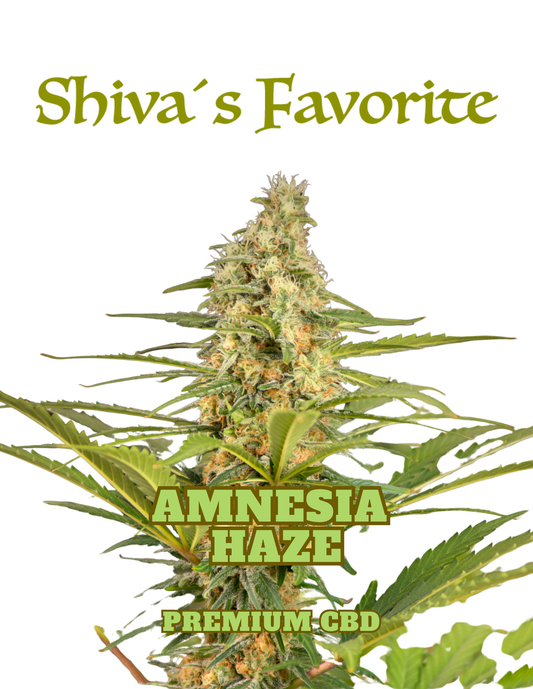 Shiva's Favorite Amnesia Haze Premium CBD Blüten
