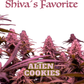 Shiva's Favorite Alien Cookies Premium CBD Blüten