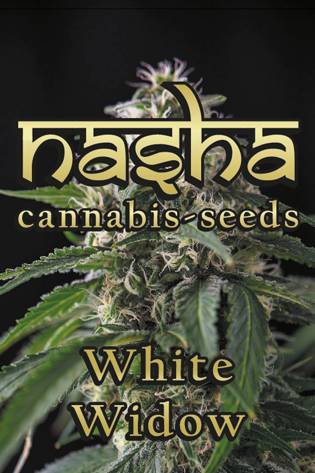 NASHA SEEDS-White Widow - Photperiodisch, 3 Stück