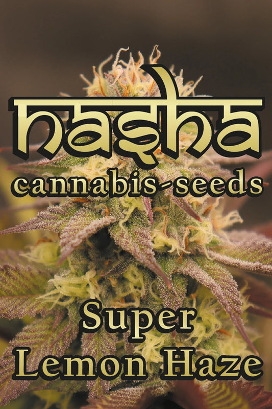 NASHA SEEDS-Super Lemon Haze - Photperiodisch, 3 Stück