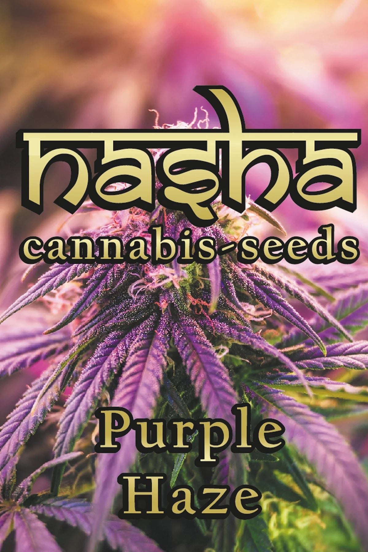 NASHA SEEDS-Purple Haze- Photperiodisch, 3 Stück