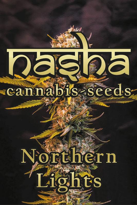 NASHA SEEDS-Northern Lights - Photperiodisch, 3 Stück