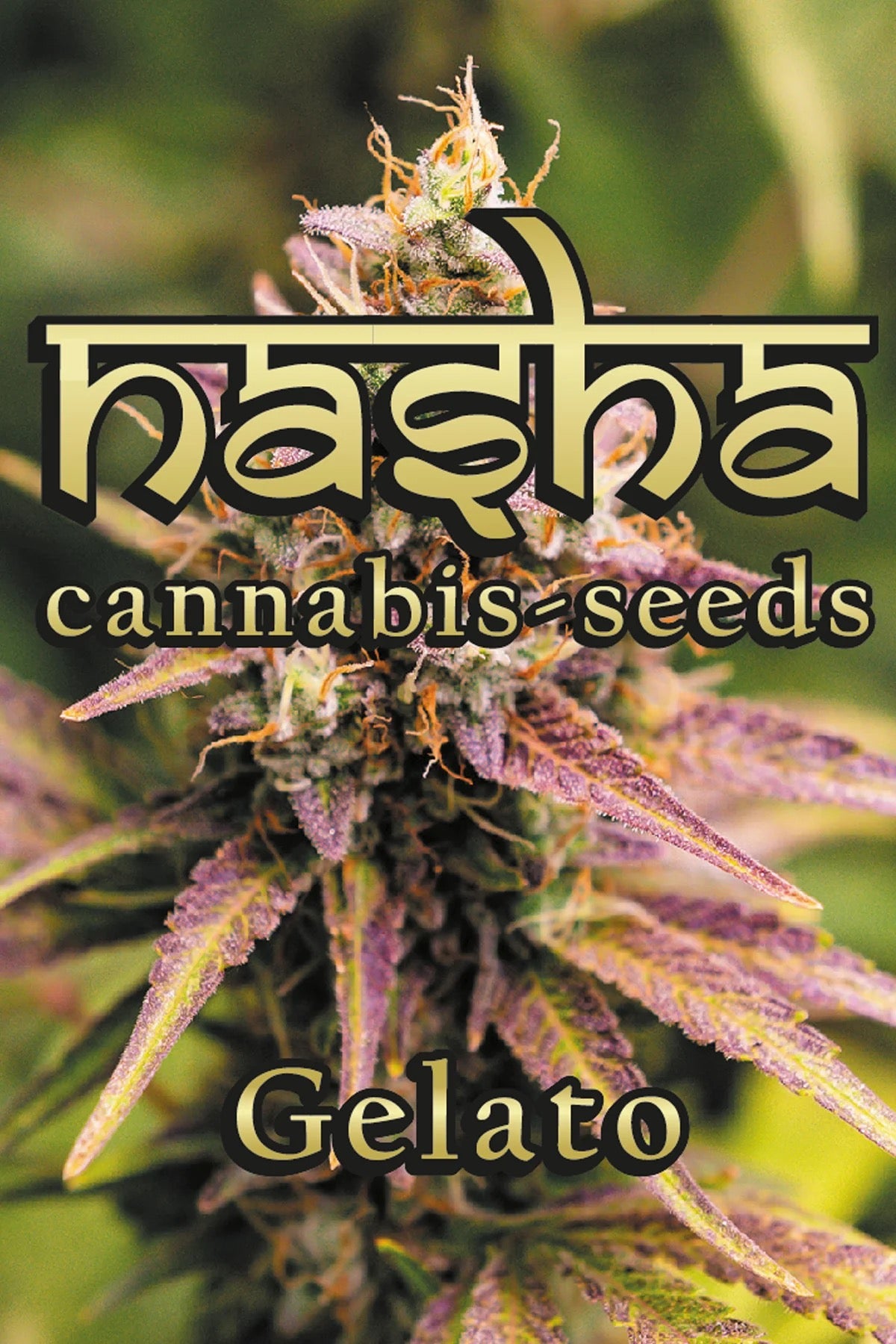 NASHA SEEDS-Gelato - Auto, 3 Stück