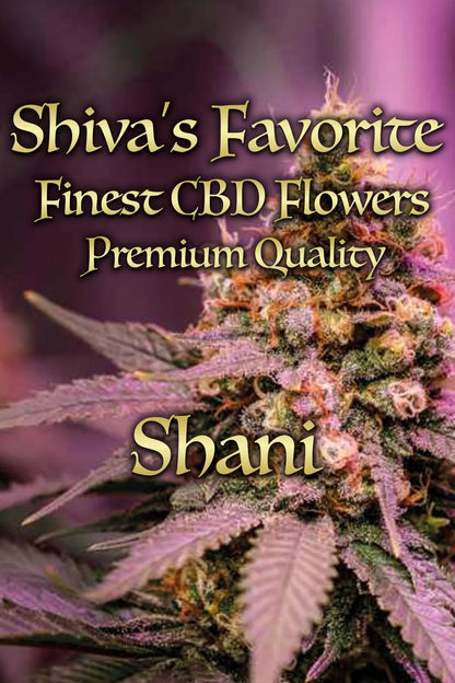 SHIVA'S FAVORITE Premium Shani 23% – Premium CBD Blüten, laborgeprüft, 23% CBD, unter 0,2% THC | Hemp Express
