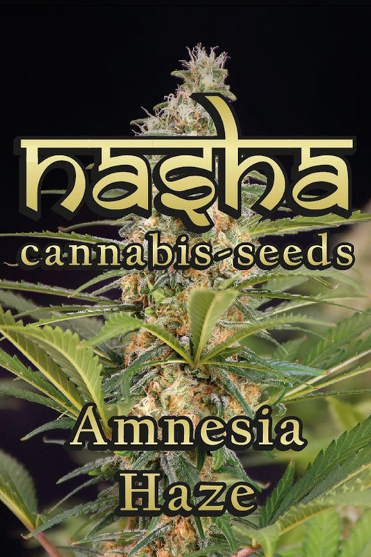 NASHA SEEDS-Amnesia Haze - Auto, 3 Stück