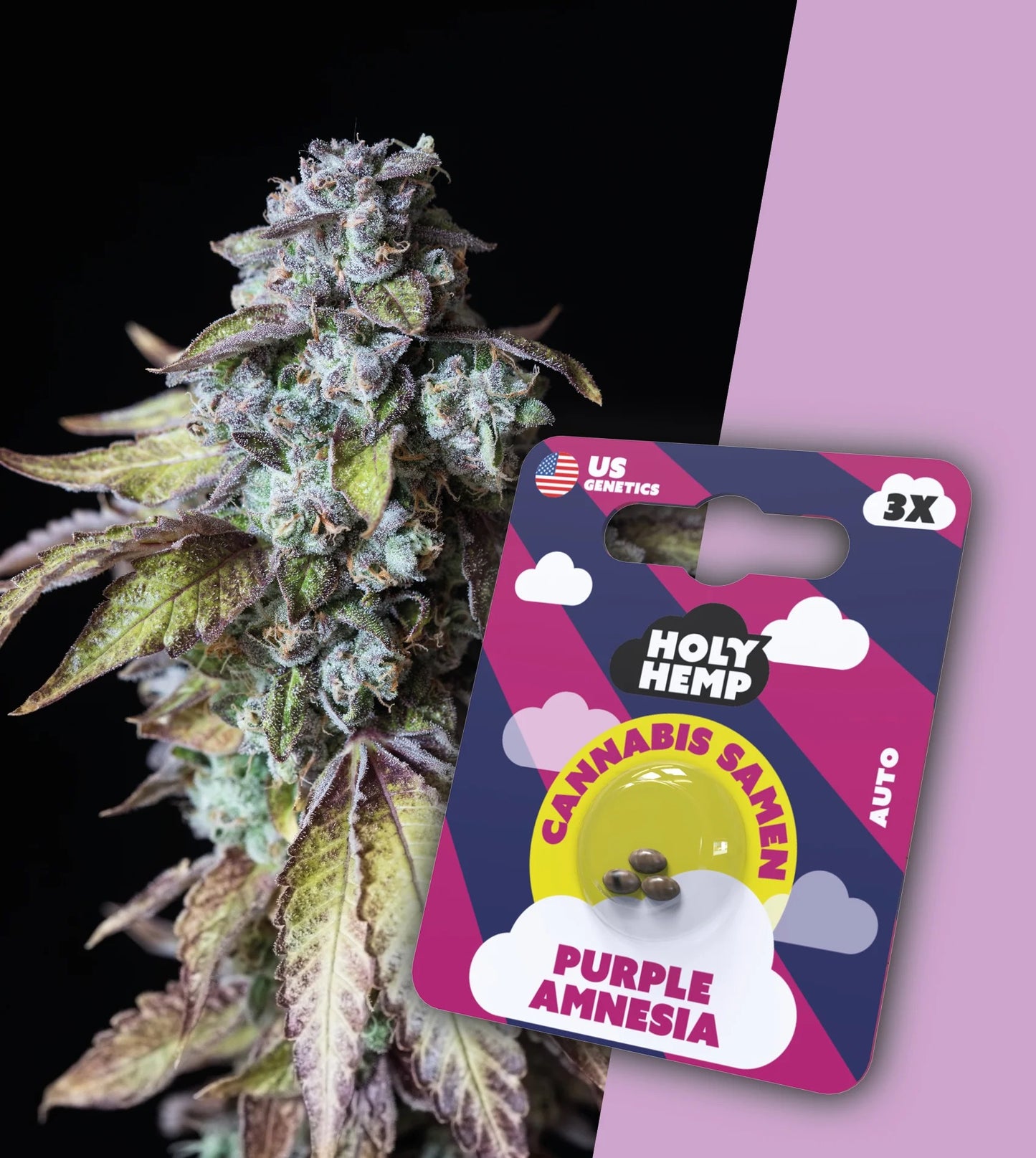 Holy Hemp Cannabis Samen - Purple Amnesia Auto Flowering, 3 Stück, US Cali-Genetik