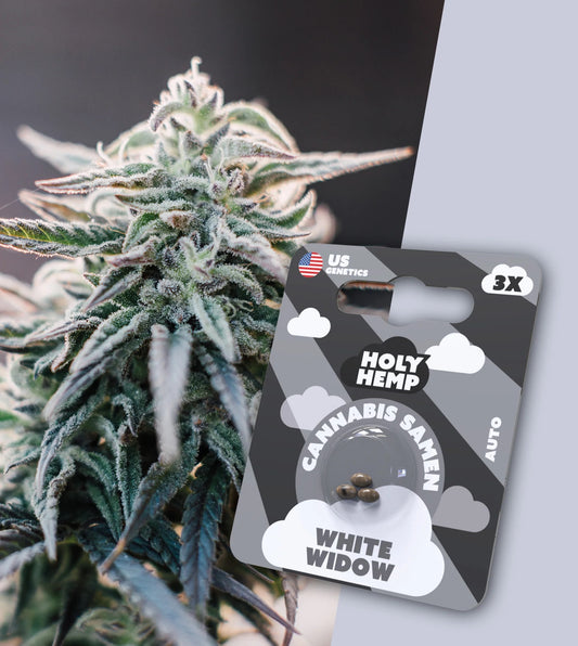 Holy Hemp Cannabis Samen - White Widow Auto Flowering, 3 Stück - US Cali-Genetik