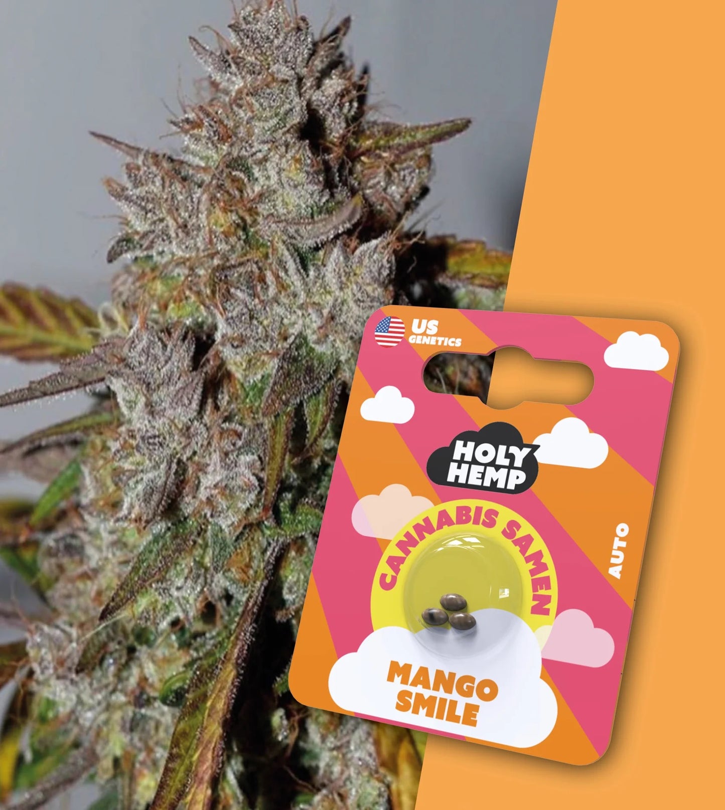 Holy Hemp Cannabis Samen - Mango Smile Auto Flowering, 3 Stück - US Cali-Genetik