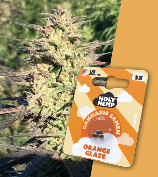 Holy Hemp Cannabis Samen - Orange Glaze Auto Flowering, 3 Stück - US Cali-Genetik