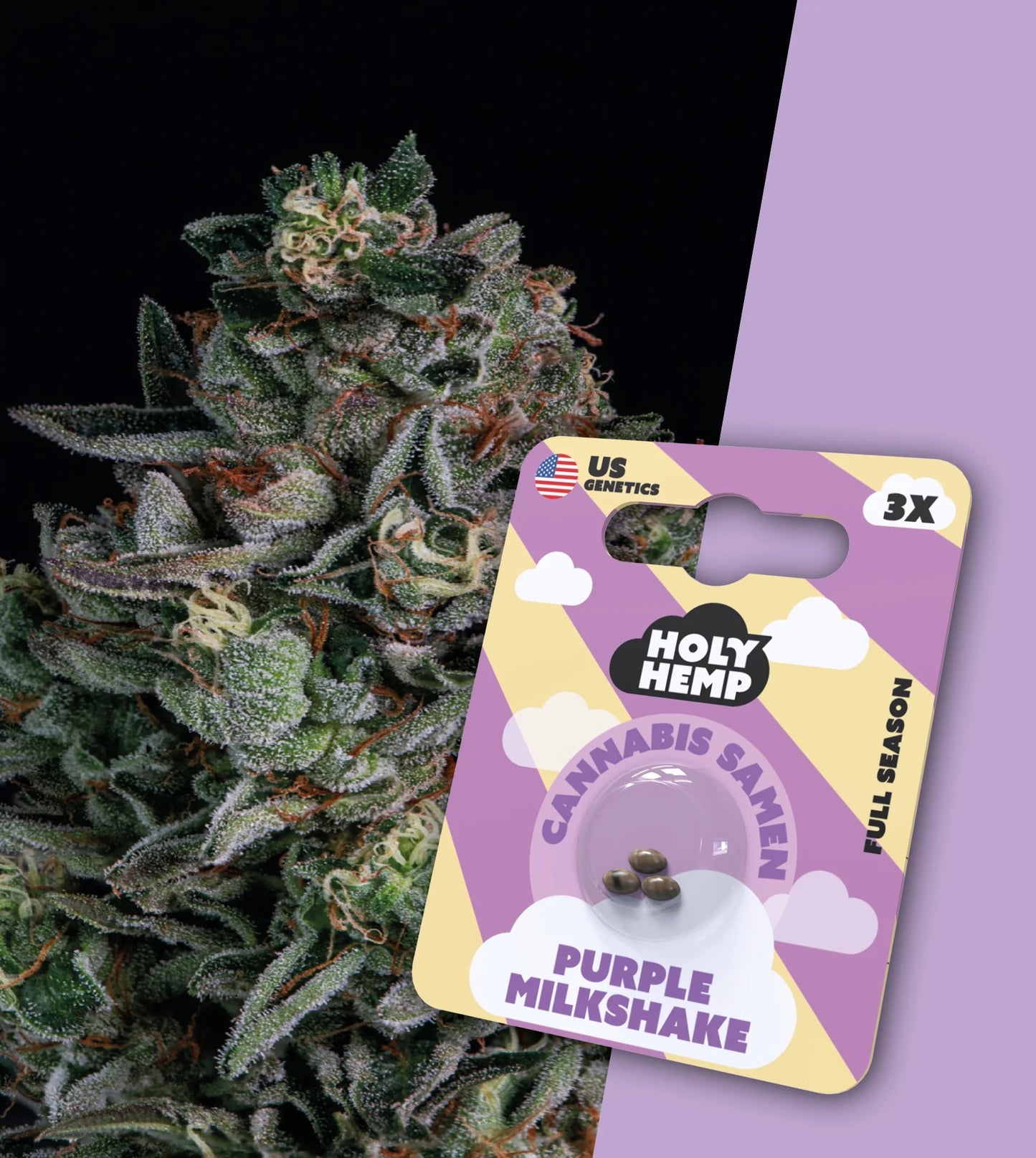 Holy Hemp Cannabis Samen - Purple Milkshake Full Season, 3 Stück - US Cali-Genetik