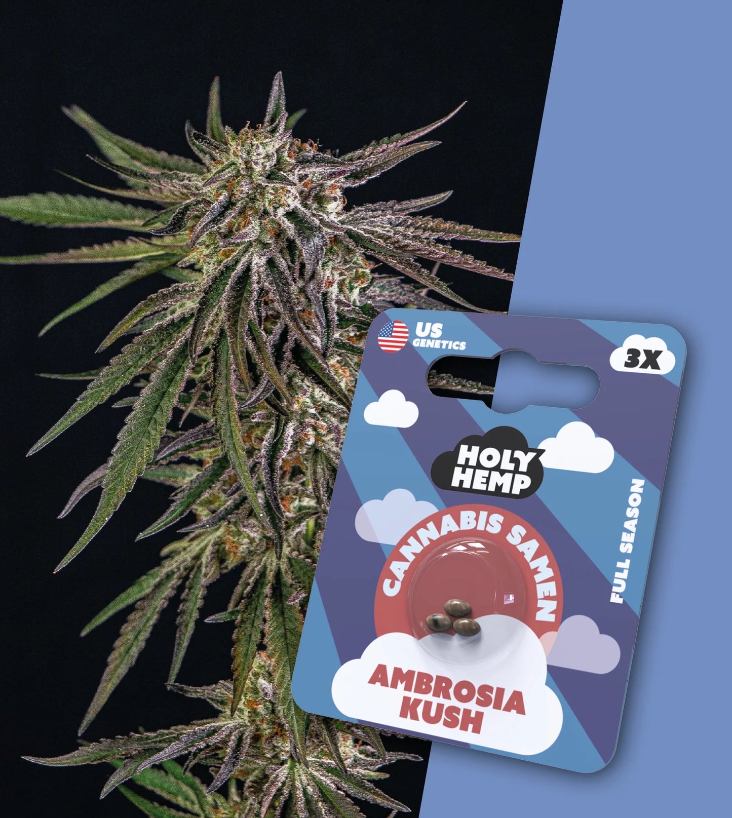 Holy Hemp Cannabis Samen - Ambrosia Kush Full Season, 3 Stück-US Cali-Genetik