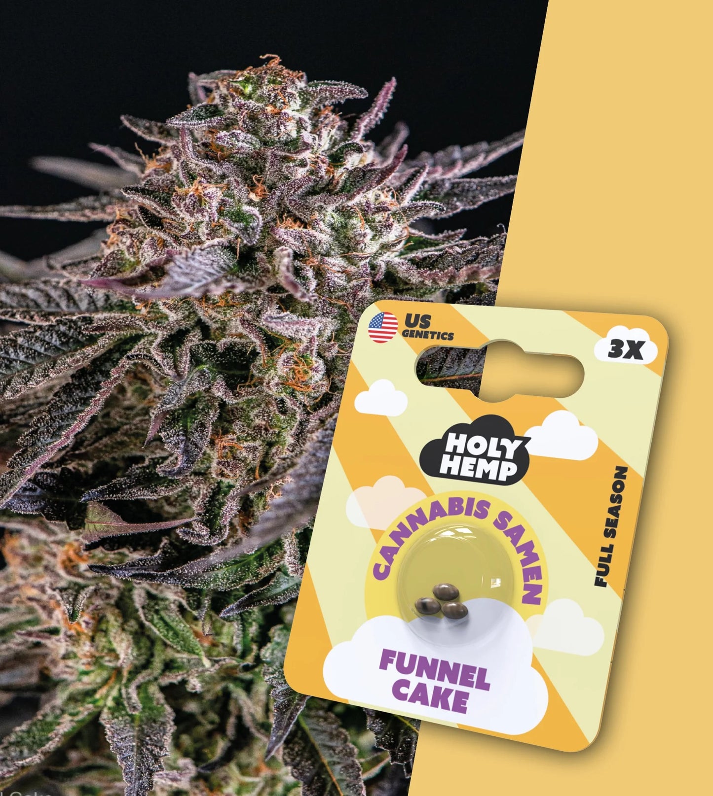 Holy Hemp Cannabis Samen - Funnel Cake Full Season, 3 Stück - US Cali-Genetik