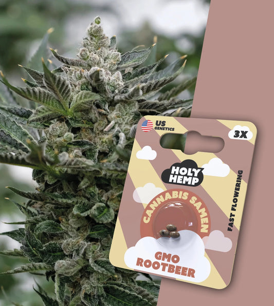 Holy Hemp Cannabis Samen - GMO Rootbeer Fast Flowering, 3 Stück - US Cali-Genetik