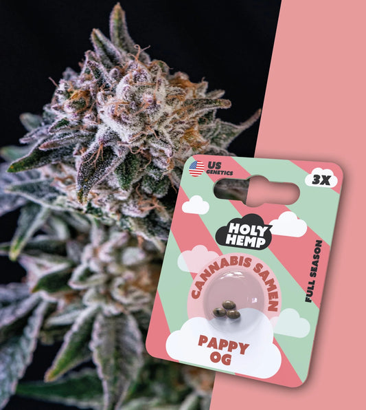 Holy Hemp Cannabis Samen - Pappy OG Full Season , 3 Stück - US Cali-Genetik