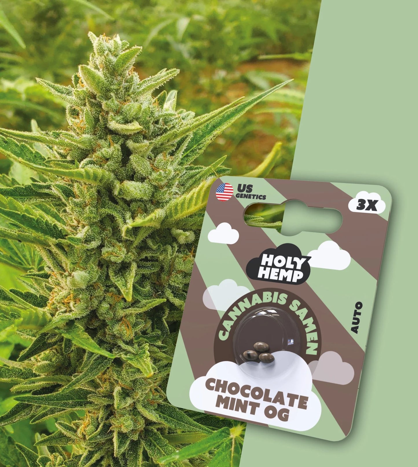 Holy Hemp Cannabis Samen - Chocolate Mint OG Auto Flowering, 3 Stück - US Cali-Genetik