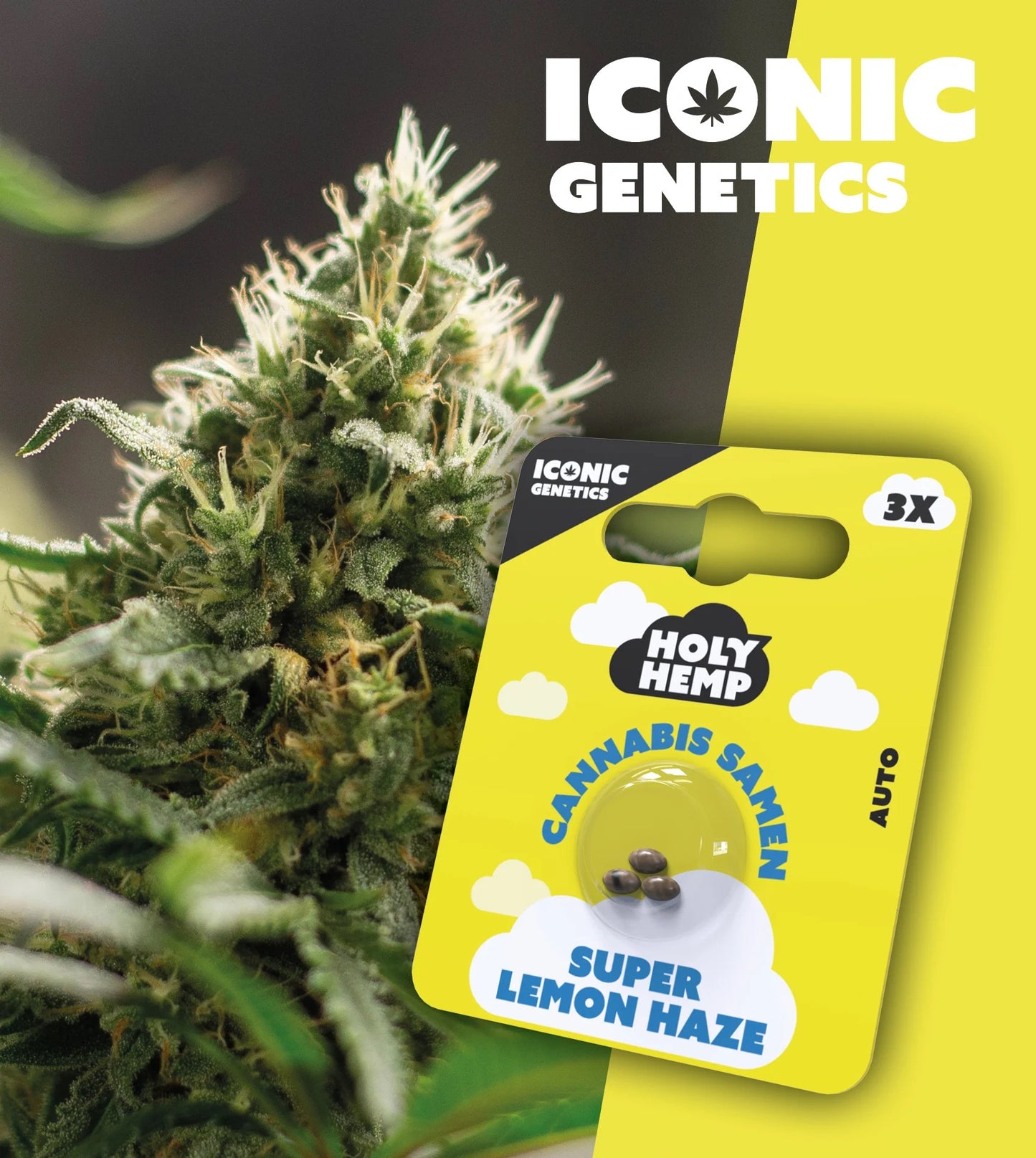 ICONIC Genetics Cannabissamen SUPER LEMON HAZE selbstblühend (Auto), 3 Stück