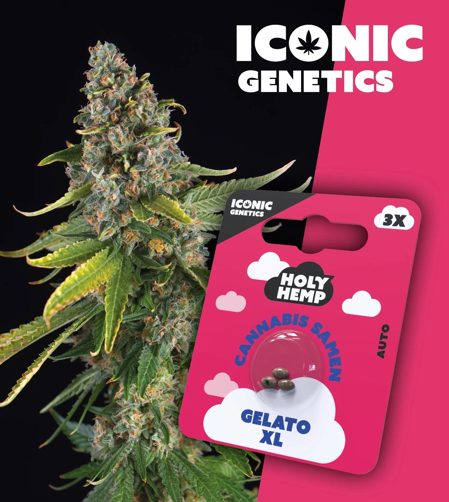 ICONIC Genetics Cannabissamen GELATO XL selbstblühend (Auto), 3 Stück