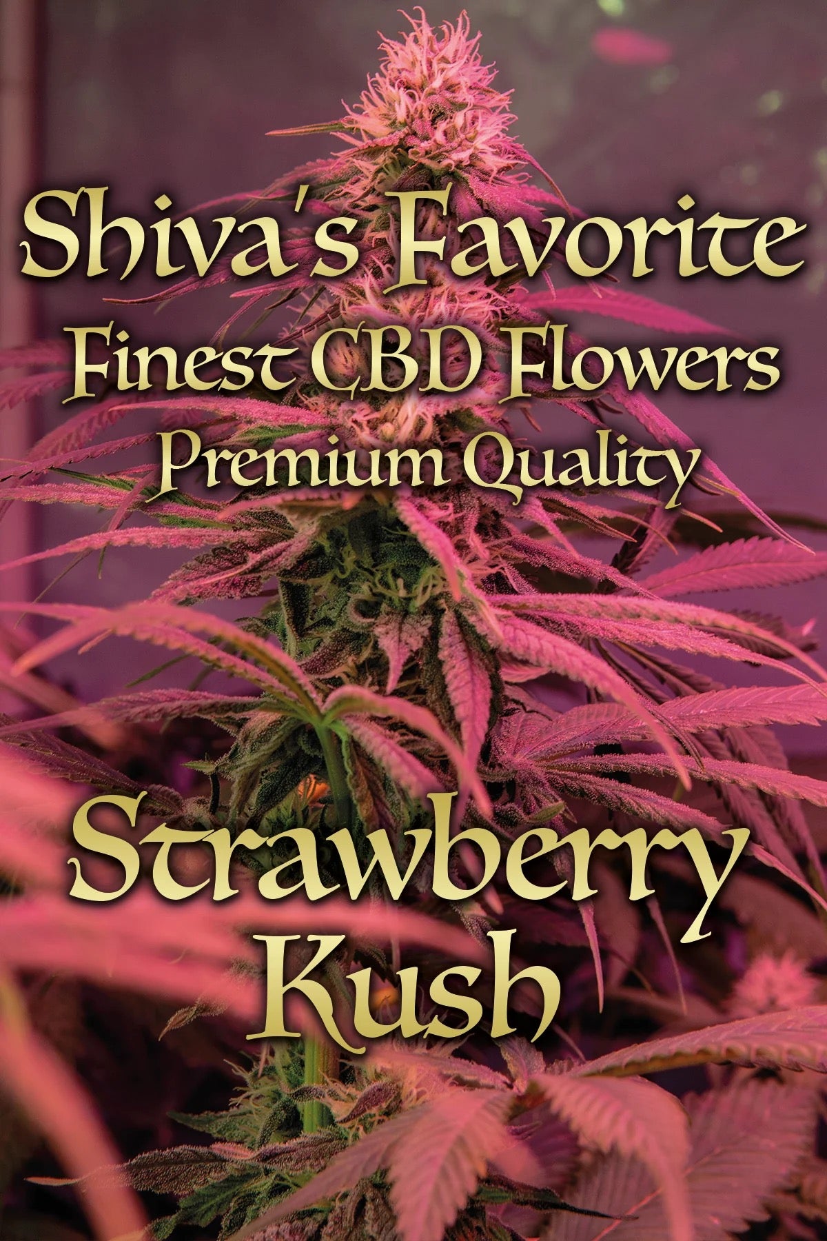 SHIVA'S FAVORITE Premium – Strawberry Kush - 17%