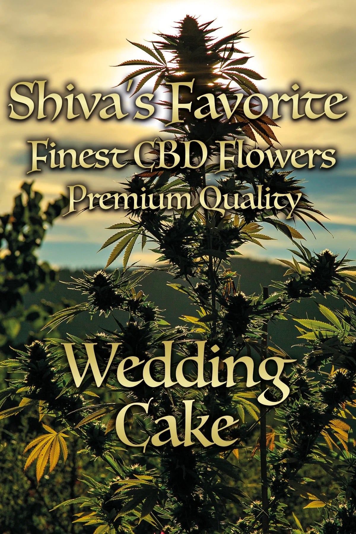 SHIVA'S FAVORITE - Wedding Cake - 17%