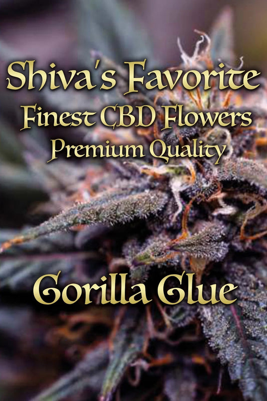 SHIVA'S FAVORITE Premium – Gorilla Glue - 19%