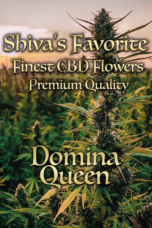 SHIVA'S FAVORITE - Domina Queen - <17%