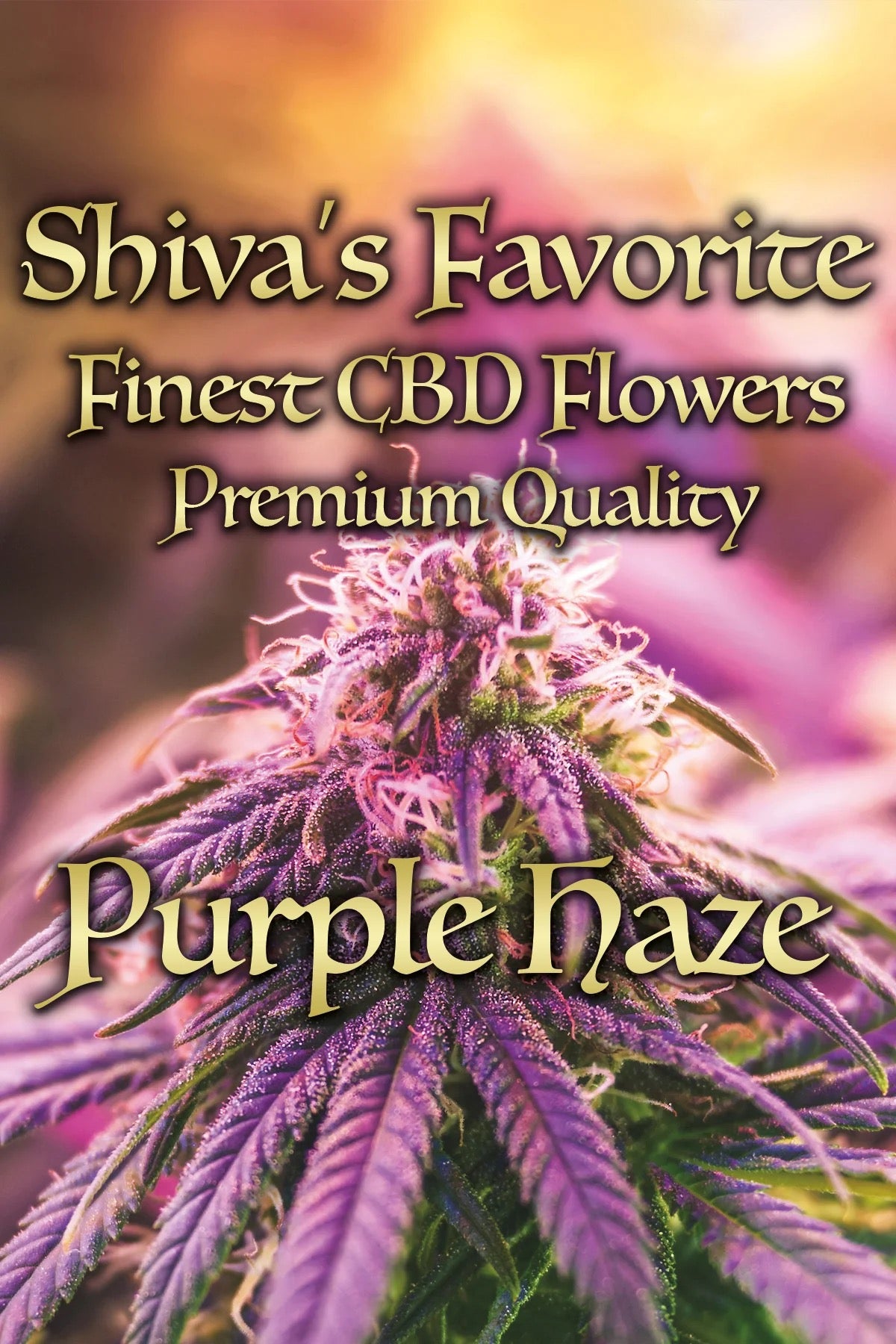 SHIVA'S FAVORITE Premium – Purple Haze - 17%