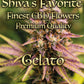 SHIVA'S FAVORITE Premium – Gelato 3.0 - 17%