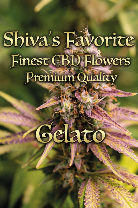 SHIVA'S FAVORITE Premium – Gelato 3.0 - 17%