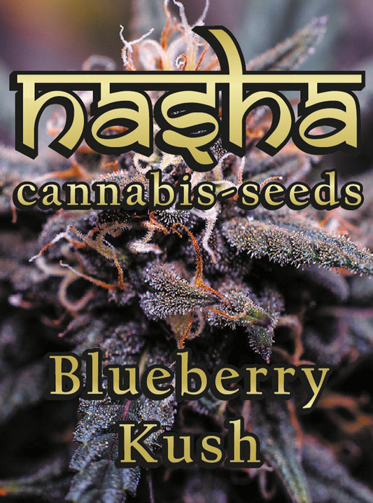 NASHA Seeds- Blueberry Kush - Auto, 3 Stück