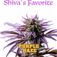 Shiva's Favorite Purple Haze Premium CBD Blüten