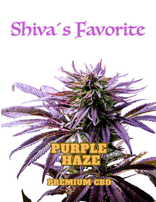 Shiva's Favorite Purple Haze Premium CBD Blüten